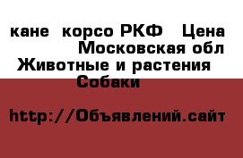 кане -корсо РКФ › Цена ­ 25 000 - Московская обл. Животные и растения » Собаки   